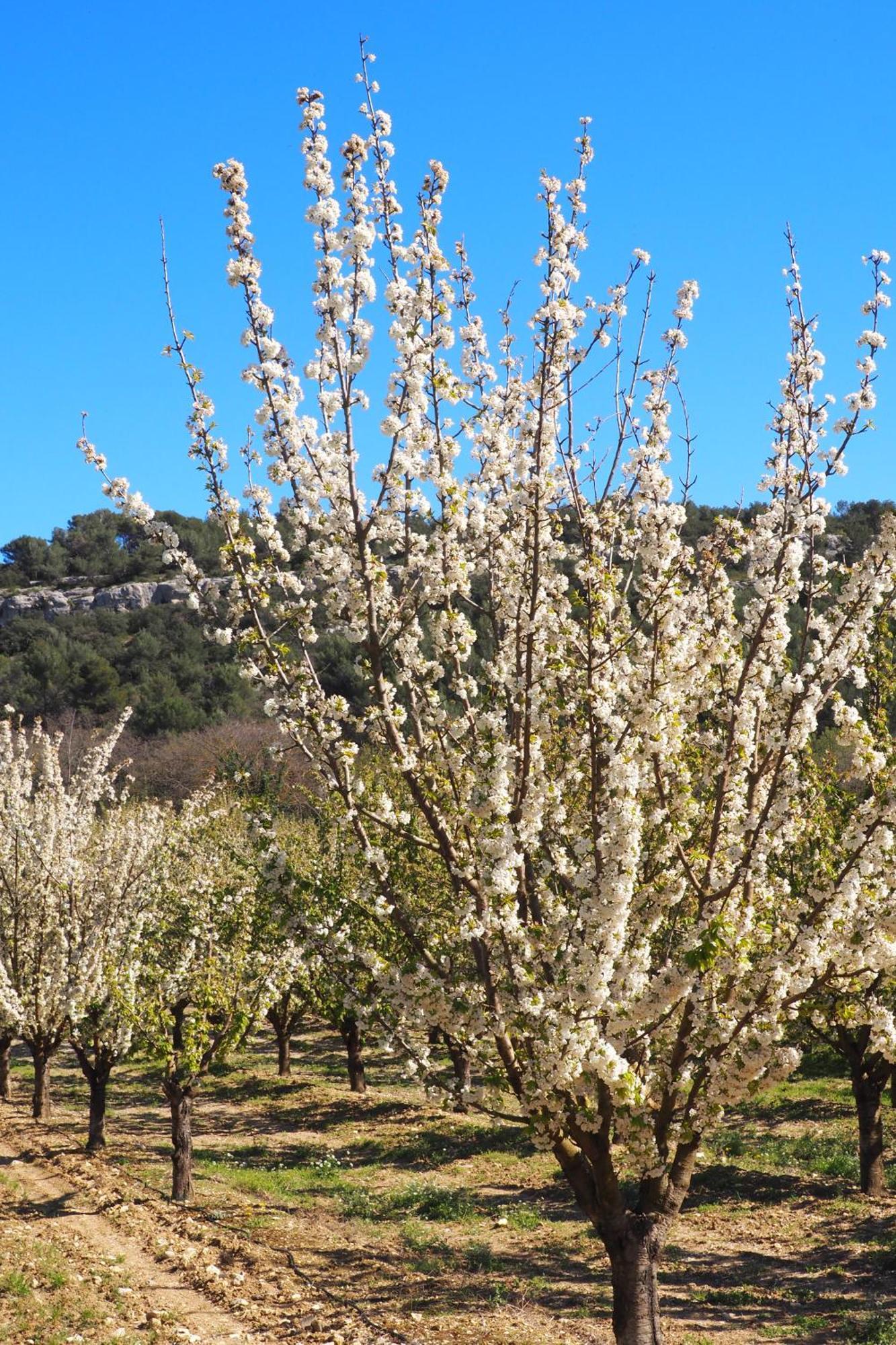 Chambres D'Hotes Le Relais Des Marmottes En Luberon Lagnes Esterno foto